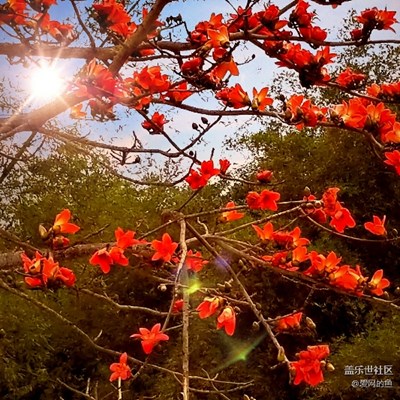 【春風(fēng)】+昌化江畔木棉紅