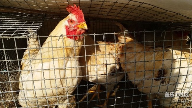 c7什么時候更新到安卓8，0呀