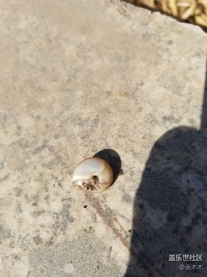 蝸牛