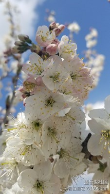 梨花開(kāi)