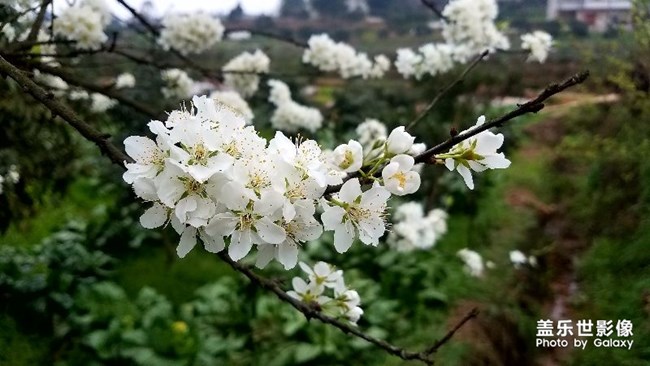 春風(fēng)      萬物復(fù)蘇