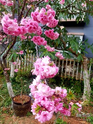 庭院春色