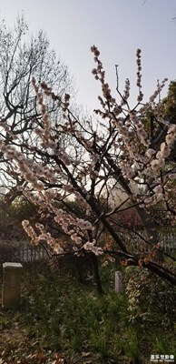 春暖花開(kāi)公園游