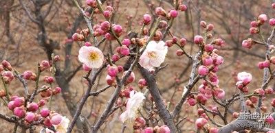 春風(fēng)吹，吹開梅花十里。