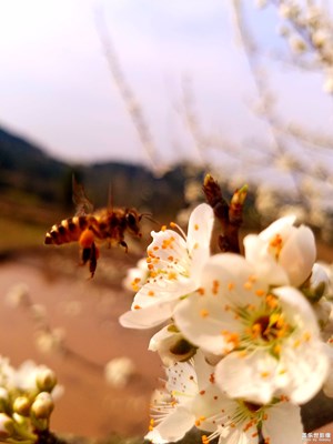 這是李子花還是梨子花？哈哈哈