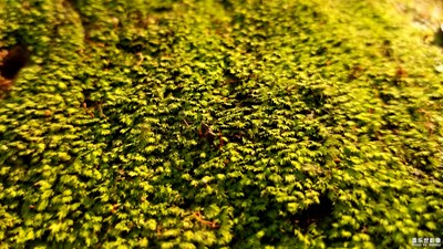 簡(jiǎn)單闡述一下專業(yè)模式的運(yùn)用