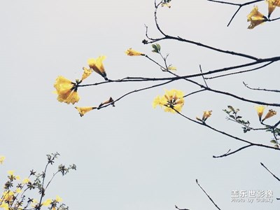 故事里的小黃花