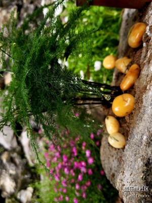 花園