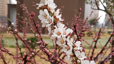 殘紅尚有三千樹，不及初開一朵鮮