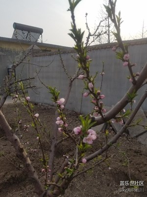 桃花開了，有想吃桃的嗎？