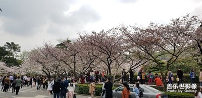 武大的櫻花……