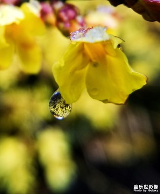 來的快化的也快的北京雪