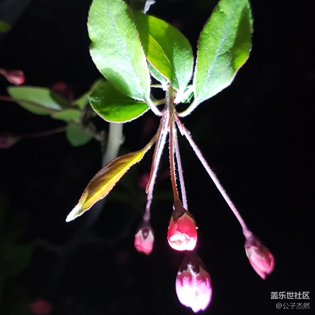 S9+暗光拍攝