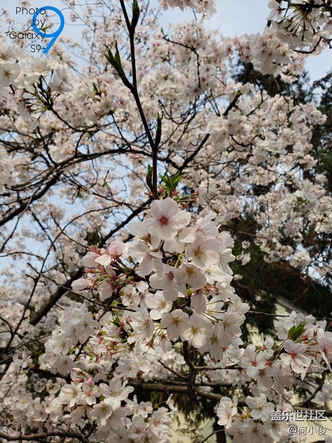 【分享】買了手機(jī)好幾天了，都沒(méi)怎么拍照