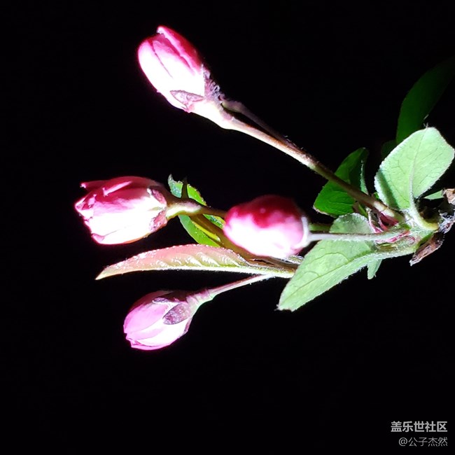 S9+暗光拍攝