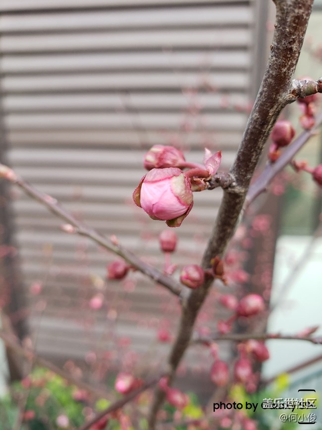 【分享】買了手機(jī)好幾天了，都沒(méi)怎么拍照