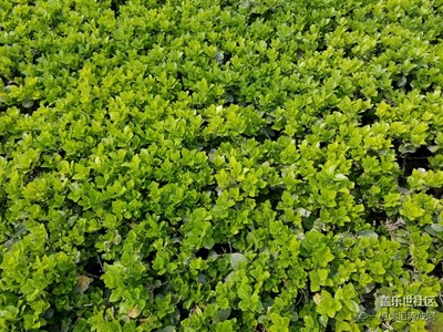 春天真的來(lái)了，不拍點(diǎn)東西，都對(duì)不起Note 8的雙攝。