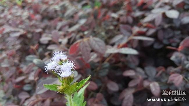 周日上午的樹(shù)木園之旅 談?wù)勛钚翿C3固件下的相機(jī)一點(diǎn)