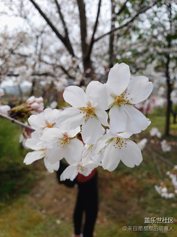 落花已作風(fēng)前舞---小達(dá)人眼中的S9+