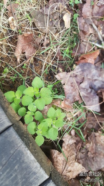 更新后相機(jī)拍照問題