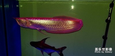 養(yǎng)點(diǎn)魚還是蠻好的