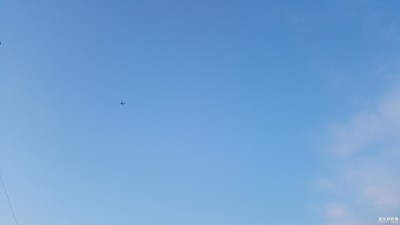 灰公雞尾巴紅