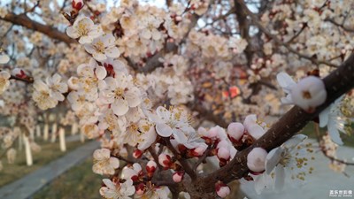 春色滿(mǎn)園關(guān)不住