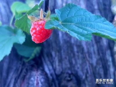 野樹(shù)莓