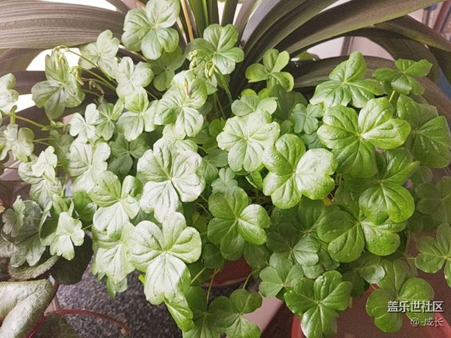 自家養(yǎng)的花有沒(méi)有很好看