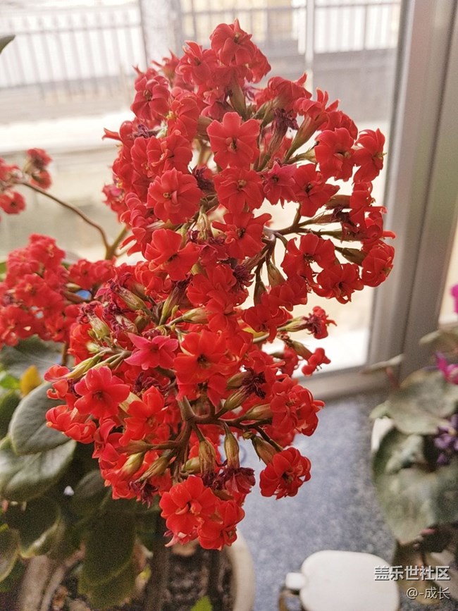 自家養(yǎng)的花有沒(méi)有很好看