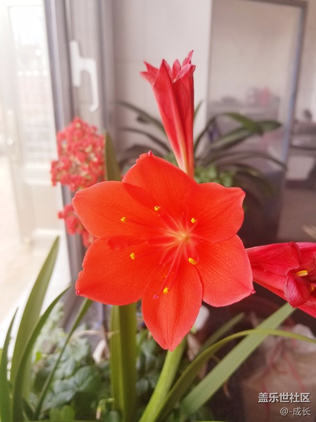 自家養(yǎng)的花有沒(méi)有很好看