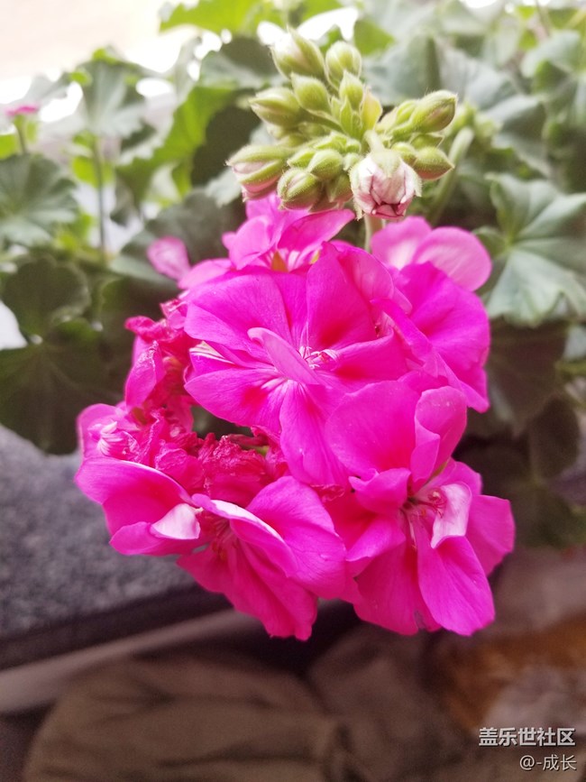 自家養(yǎng)的花有沒(méi)有很好看