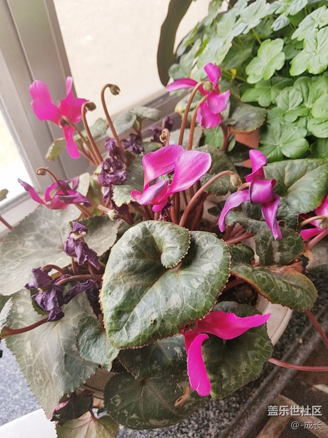 自家養(yǎng)的花有沒(méi)有很好看