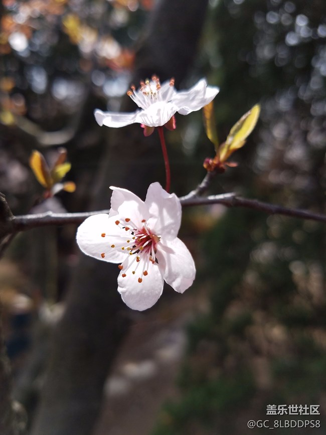 人間最美四月天，莫負春光，不負韶華！小七隨拍