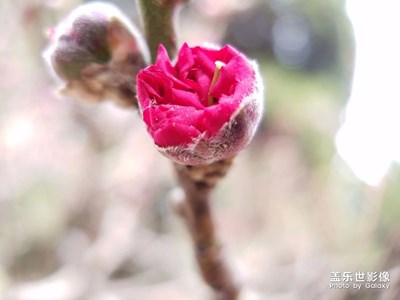 大好時光，小七隨拍