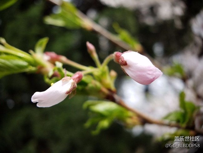 人間最美四月天，莫負春光，不負韶華！小七隨拍