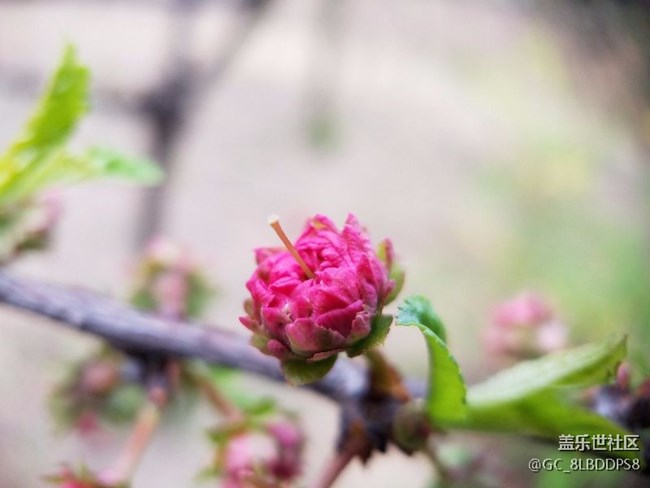 人間最美四月天，莫負春光，不負韶華！小七隨拍