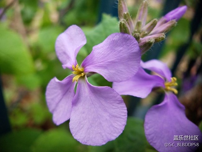 人間最美四月天，莫負春光，不負韶華！小七隨拍