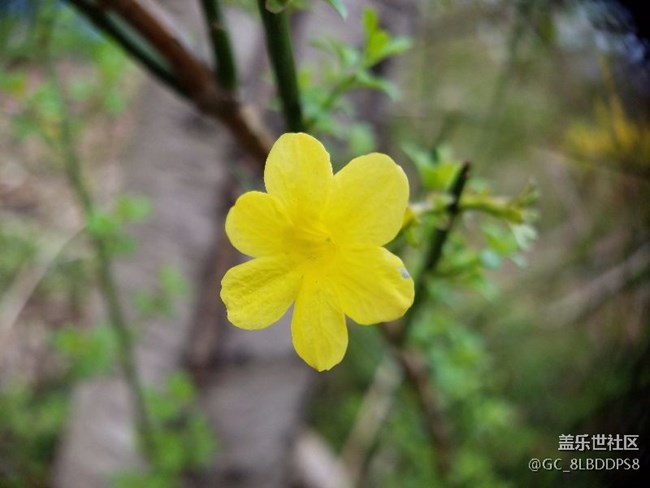 人間最美四月天，莫負春光，不負韶華！小七隨拍