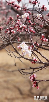 初春杏花笑了