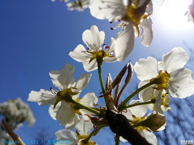 一樹梨花壓海棠