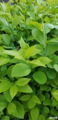 小花?。?！