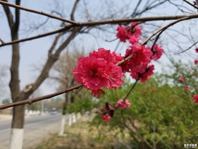 鮮花開(kāi)滿回家的路