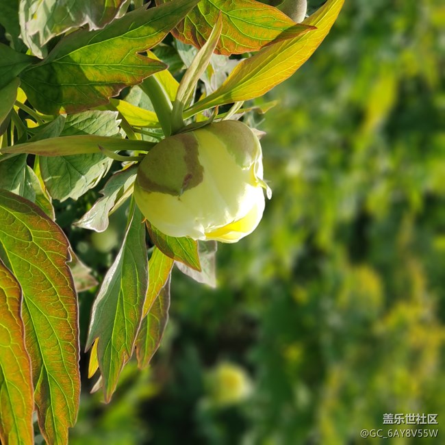 唯有牡丹真國色花開時節(jié)動京城