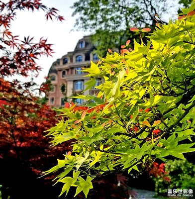 【人間四月天】 四月楓葉花相伴，春不踏盡不歸巢。