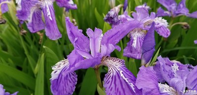 路邊的野花。。。