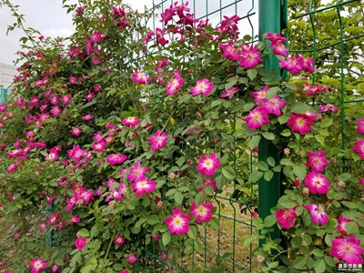 【人間四月天】+上班路上的小野花