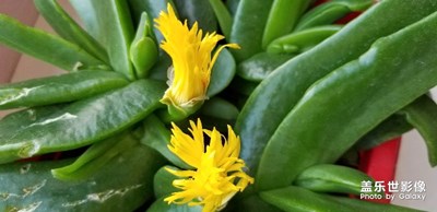 ??????陽(yáng)臺(tái)花??????
