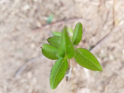 【中國最美瞬間】涯上小草