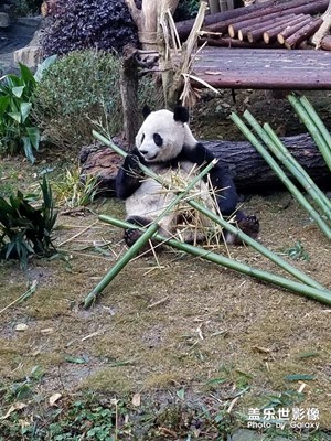 【中國最美瞬間】+成都熊貓基地